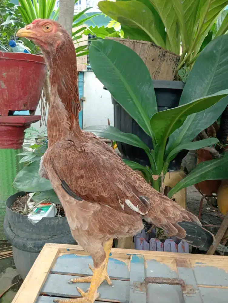 Ayam Betina koytrad semi brakot