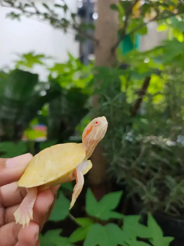 kura air res albino baby 4,5cm