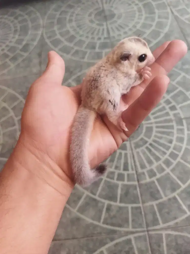 Sugar  Glider platinum betina