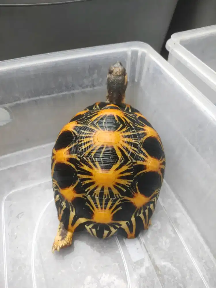 kura darat radiata 15cm