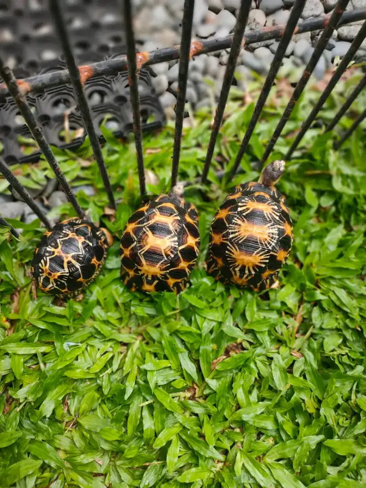 Kura Darat Radiata 9cm, rakus