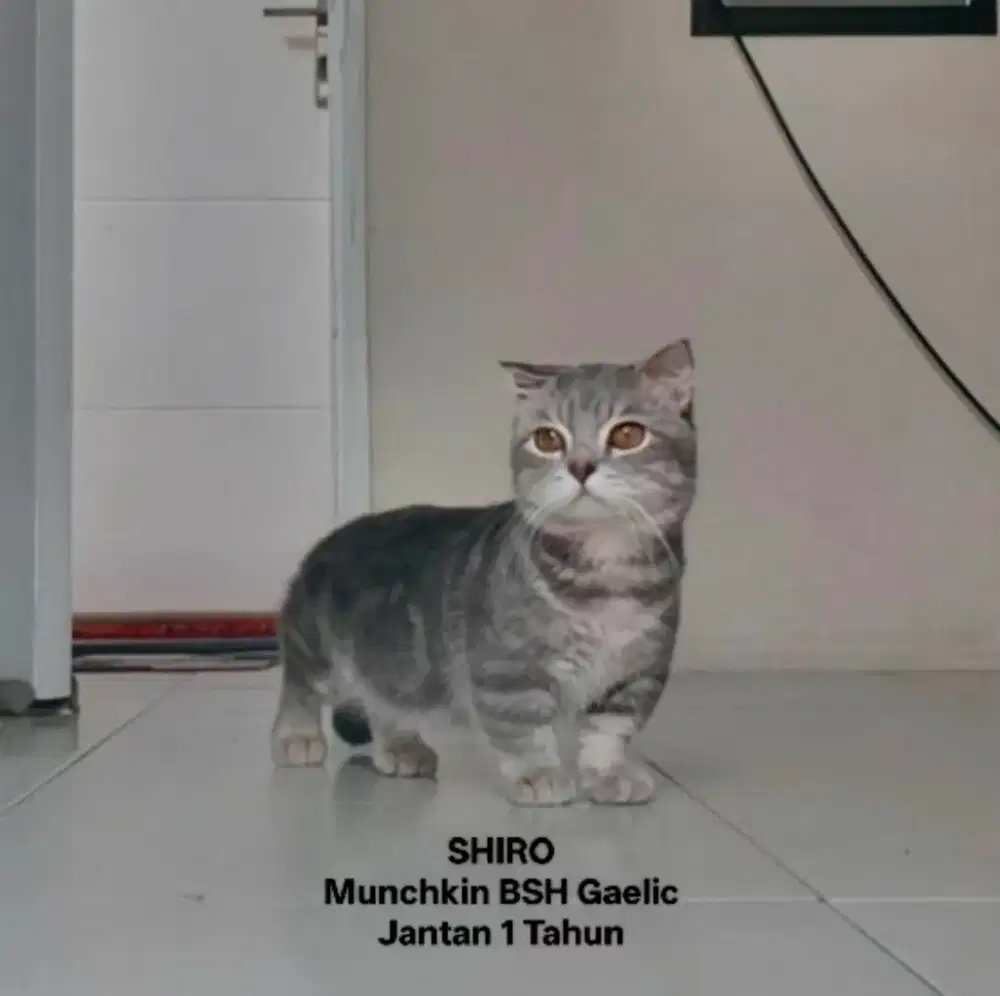 Munchkin BSH Abu