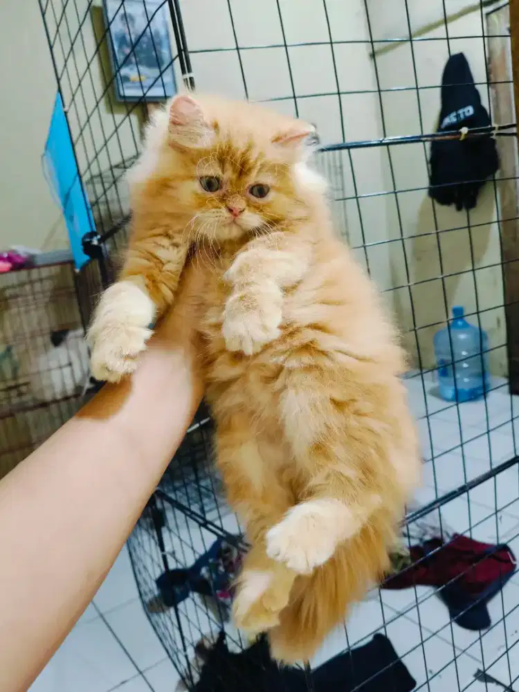 Kitten Persia oren