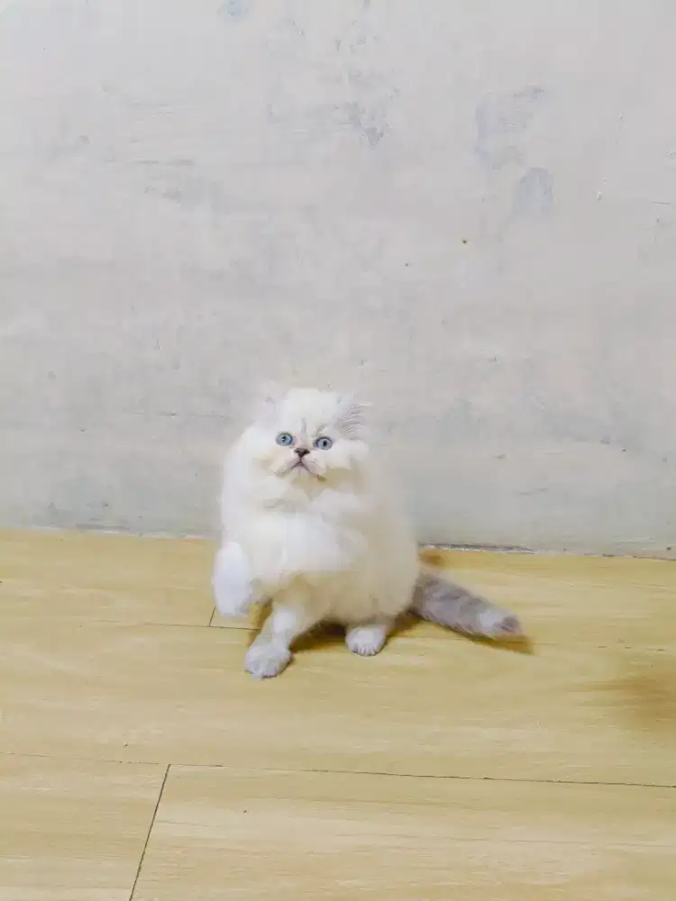 Kitten hima blue point