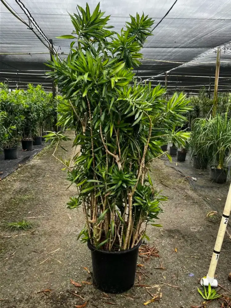 pohon jamaica rimbun