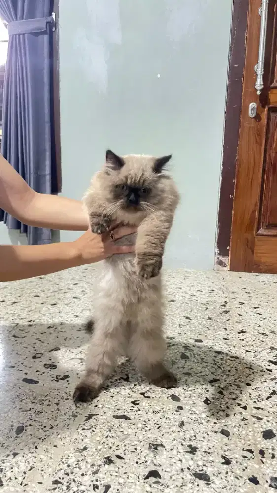 Kitten hima seal point