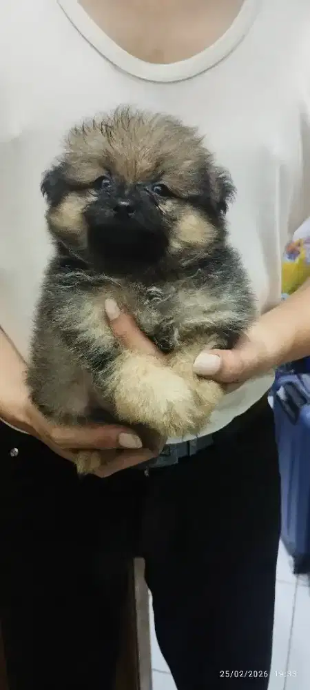 Jual minipom murah lucu