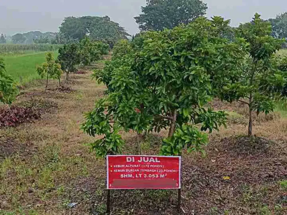 kebun durian dan alpukat dijual murah BU