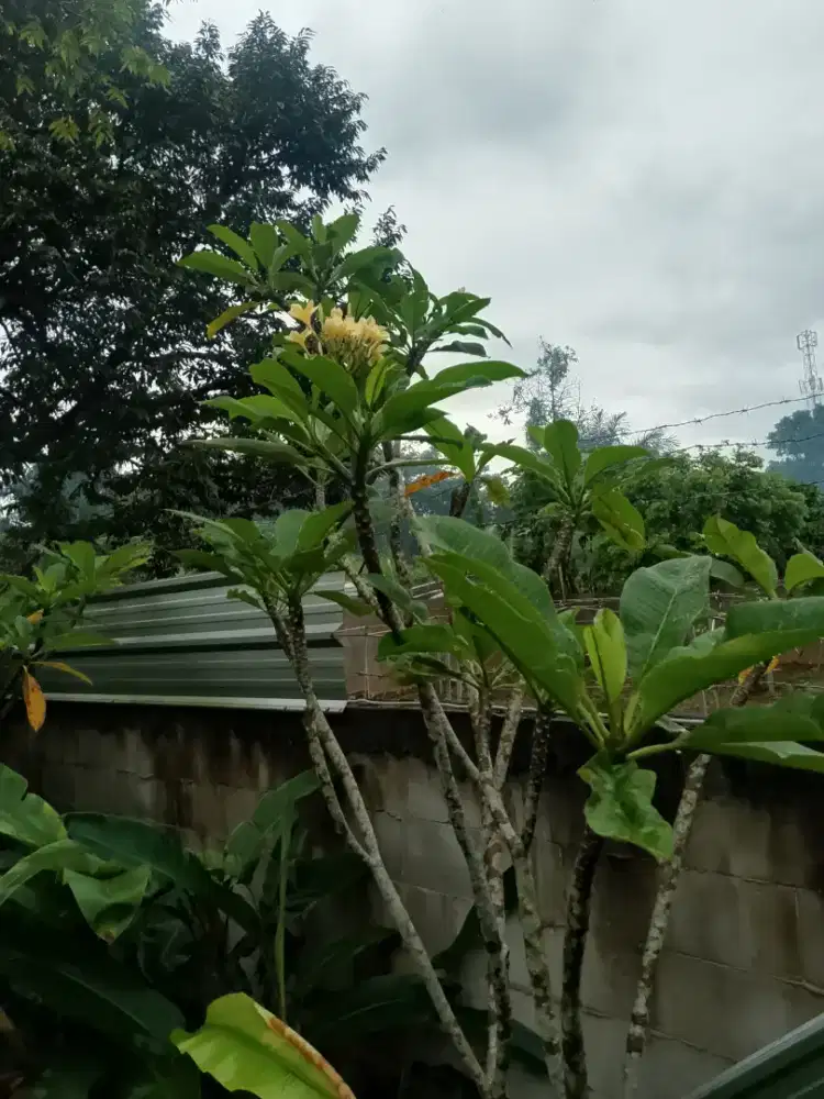 kamboja bali bunga kuning