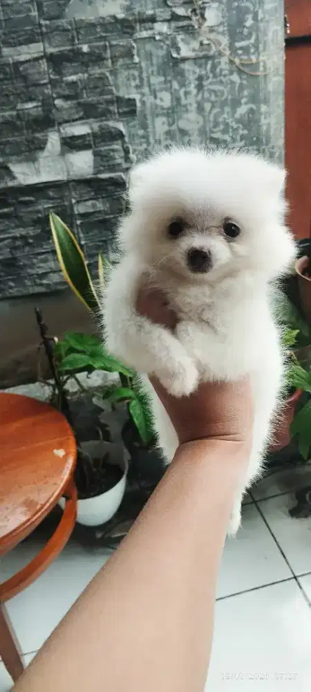 Jual anjing minipom puppy