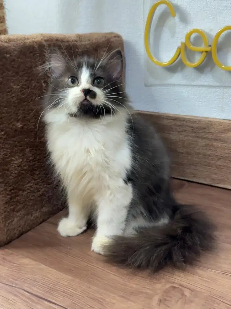 Kitten Kucing Persia