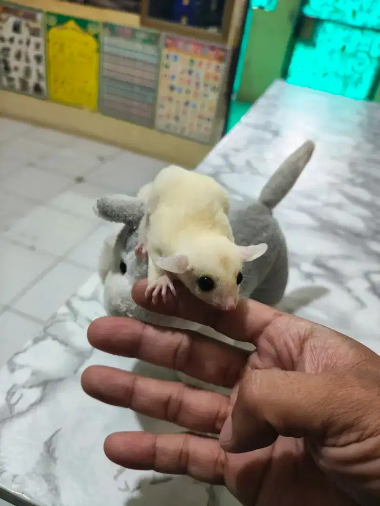 Sugar glider leucistic jantan