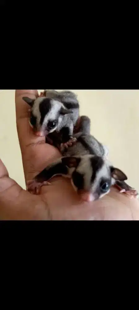 Sugar Glider Joey Sepasang Warna White Face Cakep Jinak Lucu