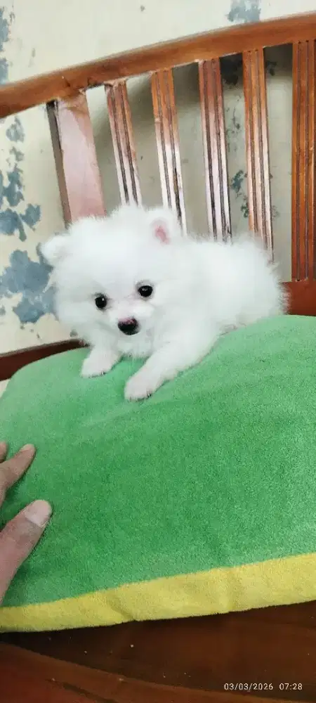 Minipom murah lucu sepasang