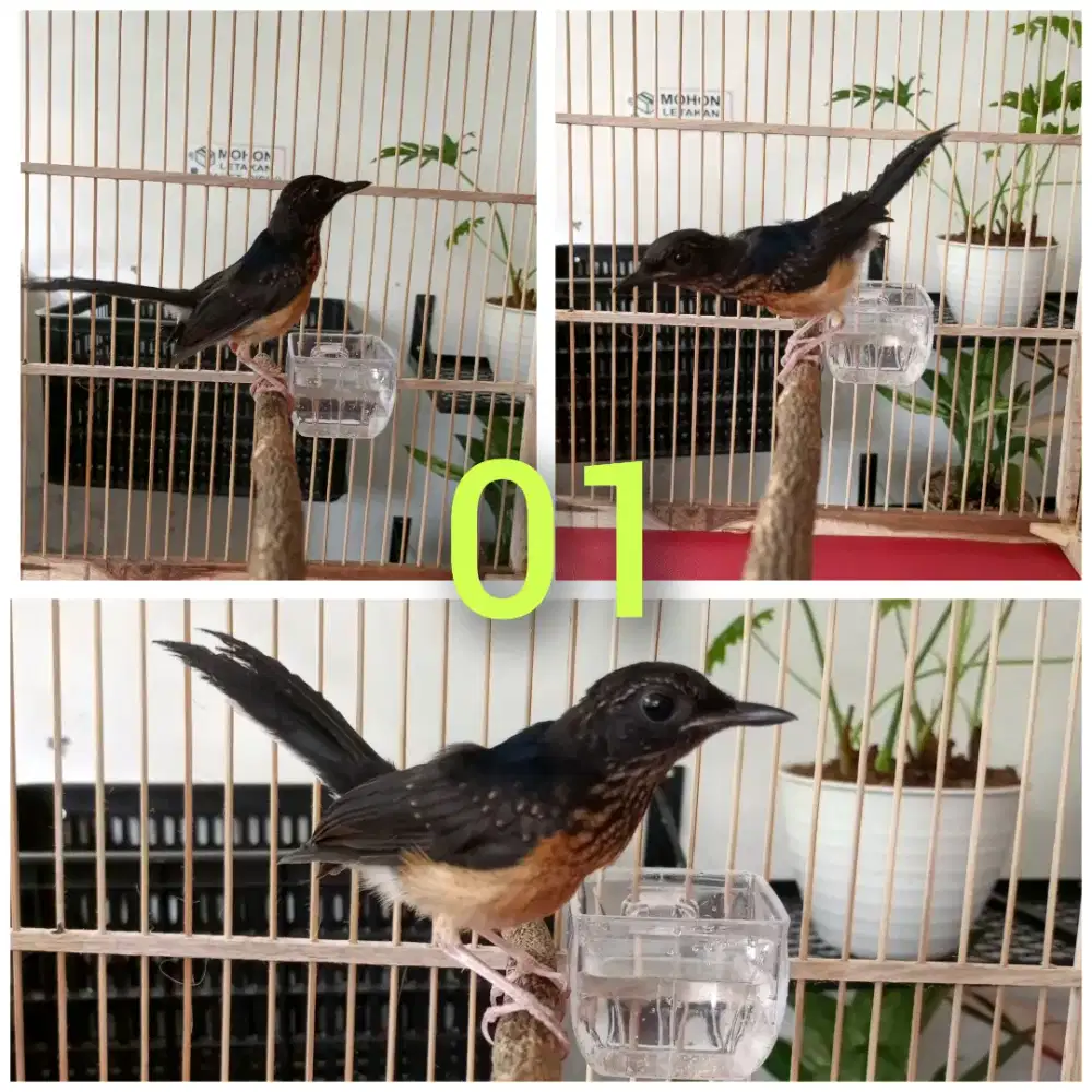 Muray Trotolan Prospek