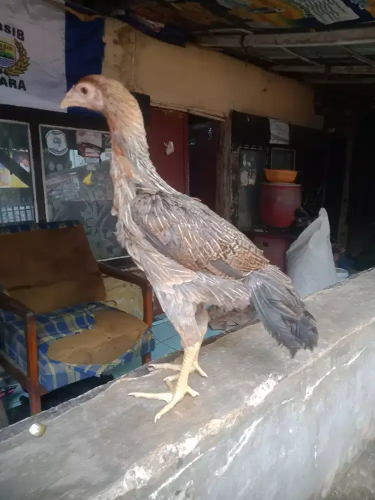 Ayam Bangkok betina Bonus pakan 5 kilo