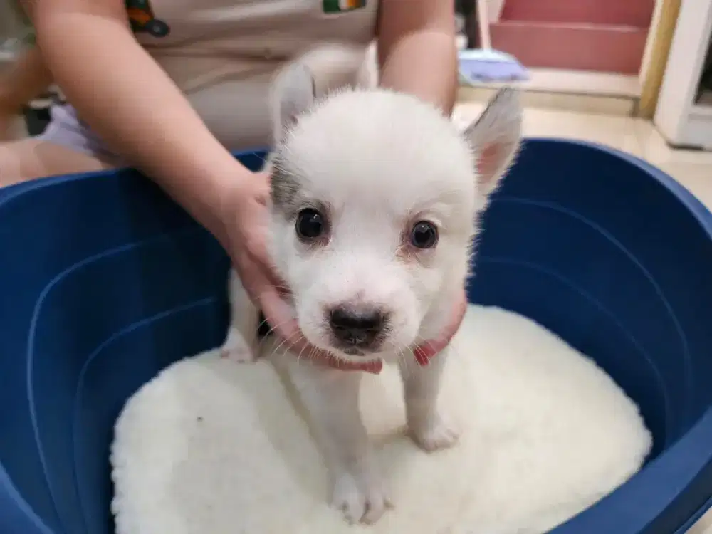 Pomsky puppies anak anjing pom mix husky