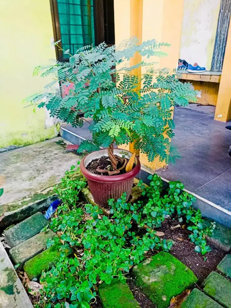 BONSAI BORONGAN