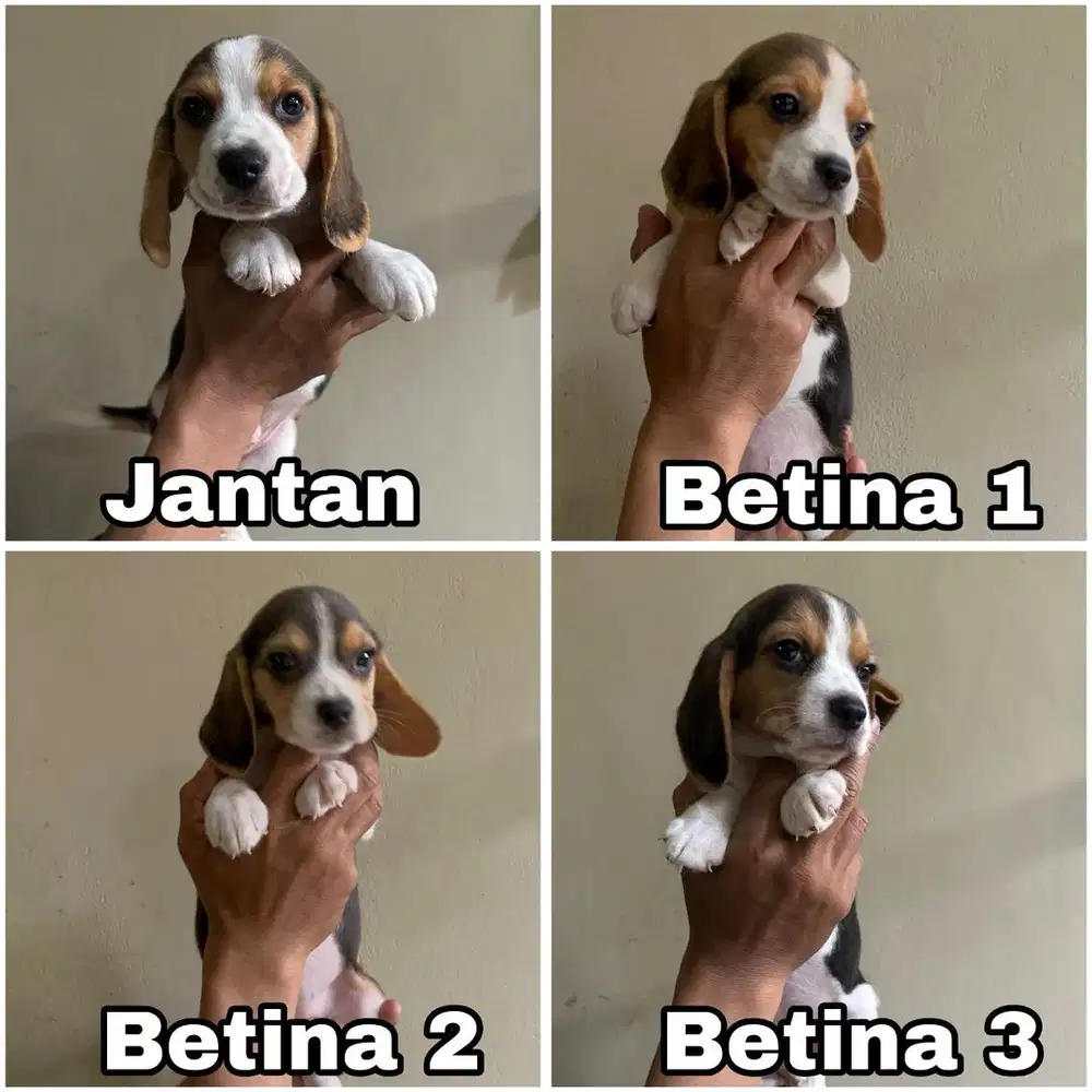 Beagle puppy jantan & betina stambum