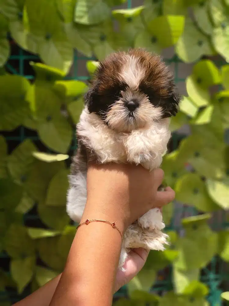 Shitzu Male Glamorr cutee