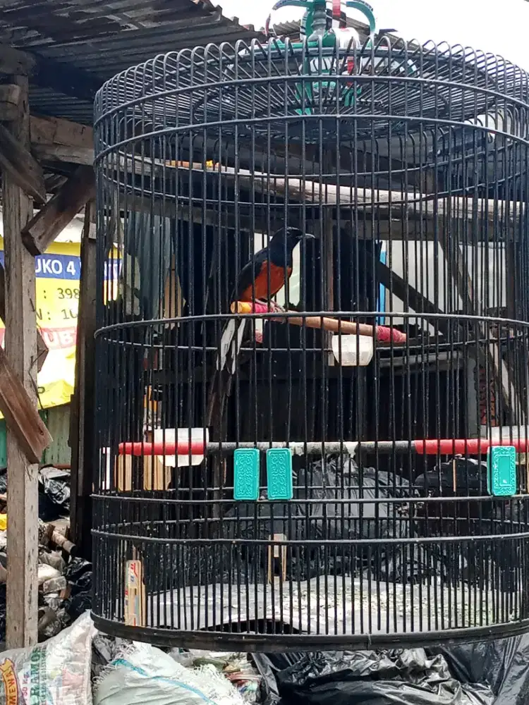 Edisi pensiun borongan