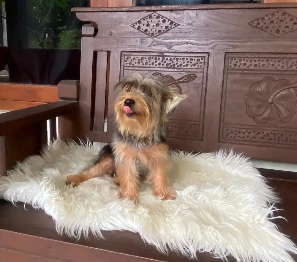 Jual yorkshire terrier yorkie jantan stb