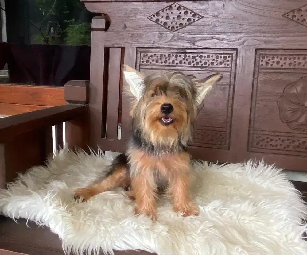 Jual yorkshire terrier yorkie jantan stb