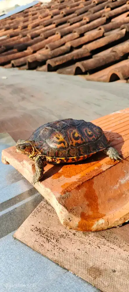 Kura kura jarang di pasaran ornate wood turtle