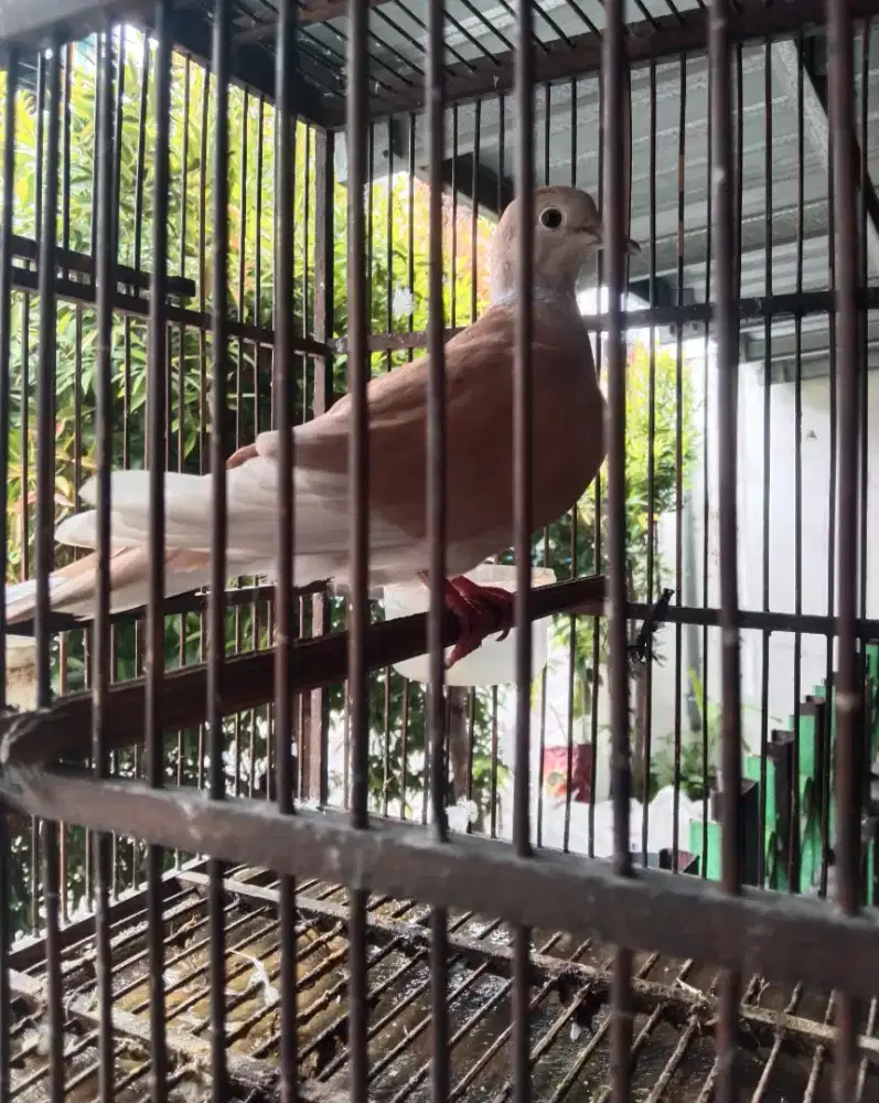 Puter Indukan betina