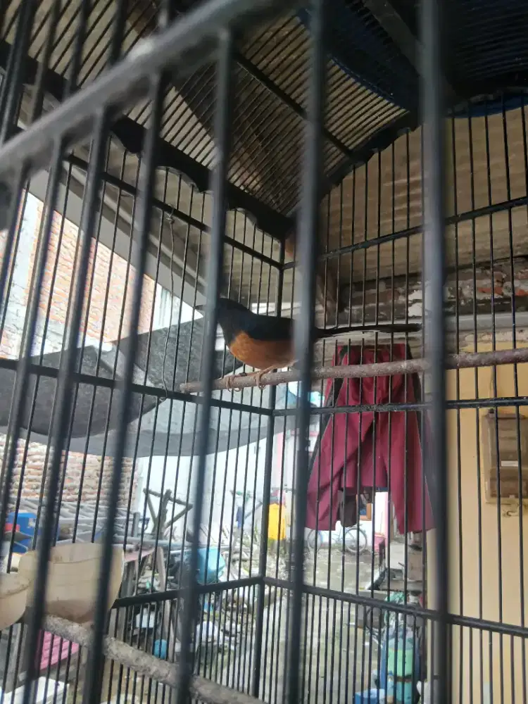 Monggo yg mau murai batu medan masih muda jenis arani  dewe