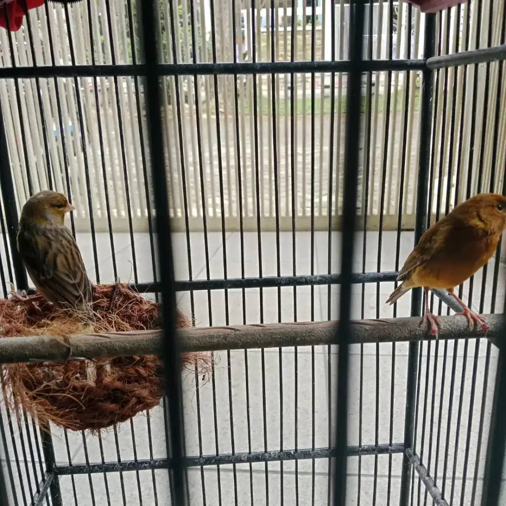 Kenari lokal sepasang