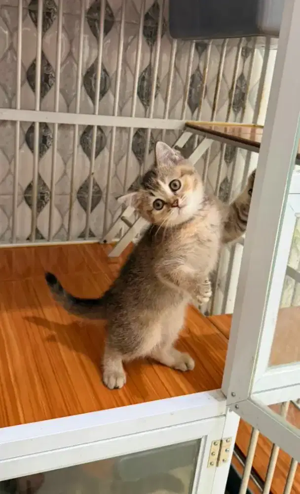 BRITISH SHORTHAIR/BSH GOLDEN NY25