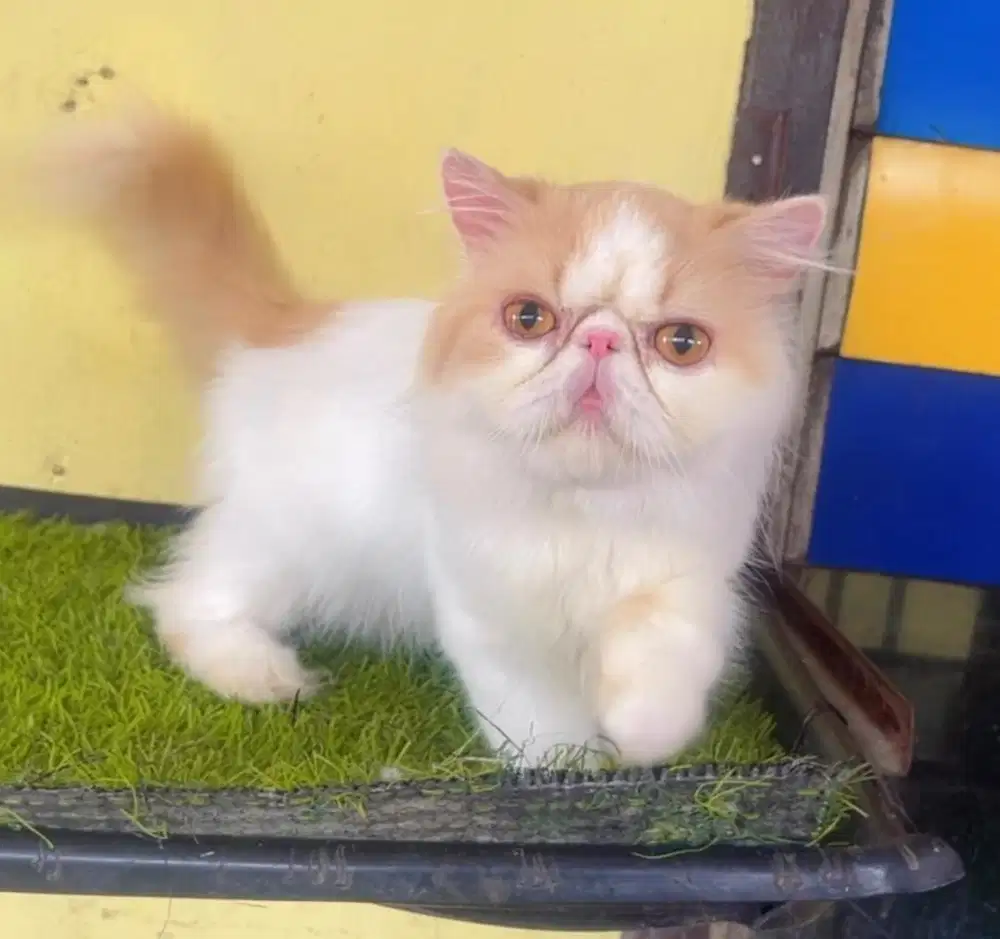 Kucing ras persia peacnose extream