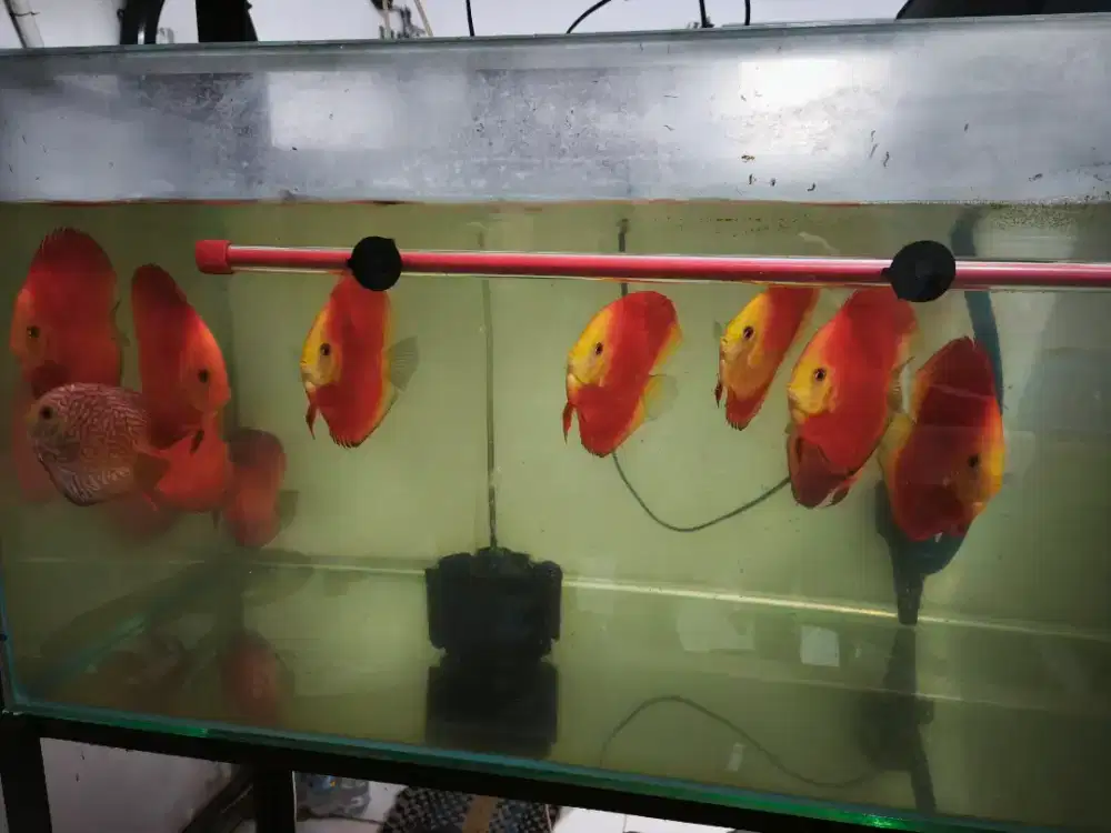 Discus, borongan / satuan 3.5 - 4 inch