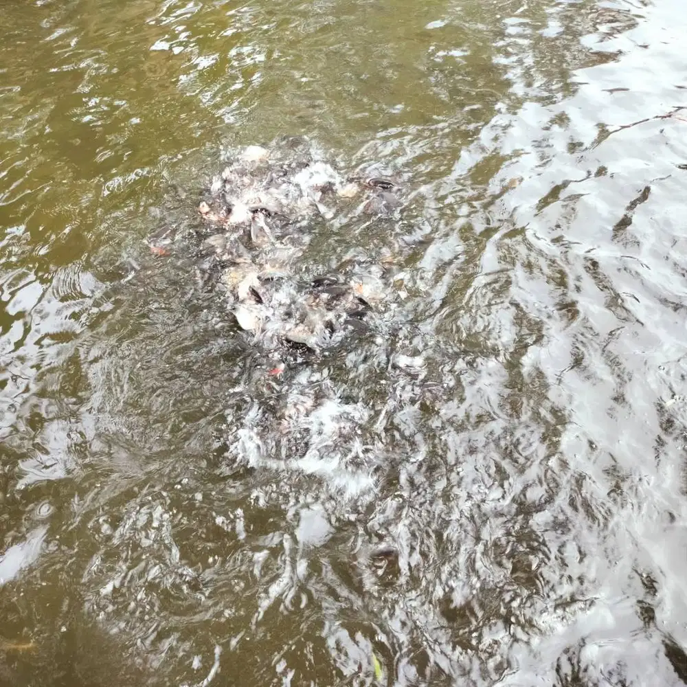 Ikan bawal (air tawar)