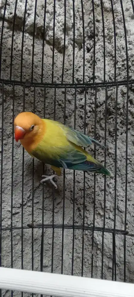 Biola aqua euwing vio homozigot jantan mapan