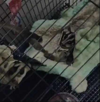 JUAL SUGAR GLIDER GEMESE PUOLL ..
