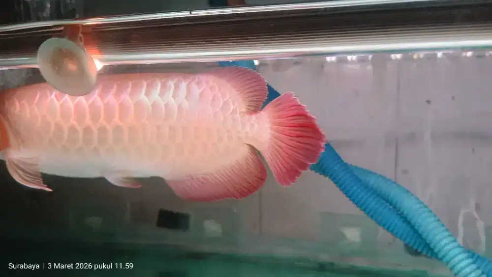 SuperRed Body pendek