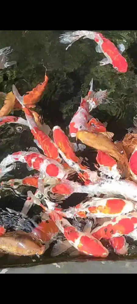 Ikan koi blitar borongan 20 ekor kualitas grade A dan super 35cm up