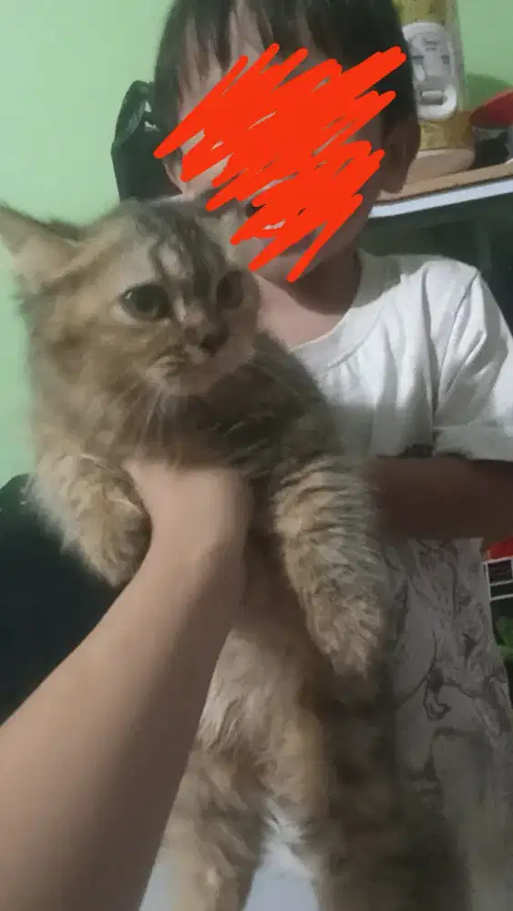 kucing persia bigbone