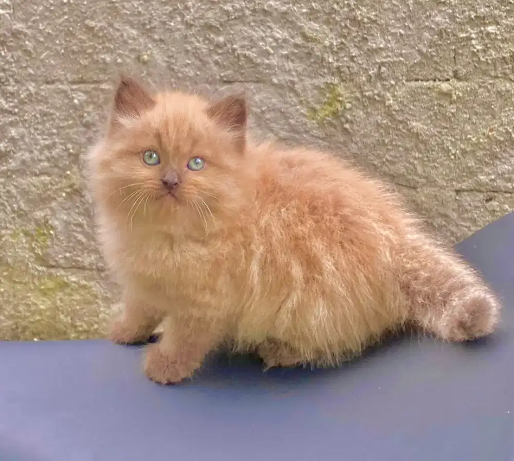 Anak kucing Himalaya cocolate