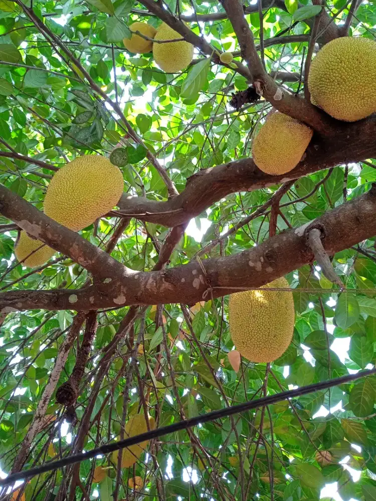 Nangka anum gsan baulah gangan
