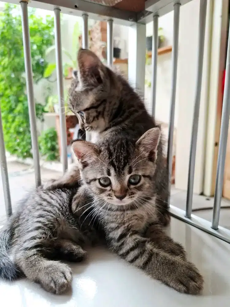 Kitten BSH mix sepasang