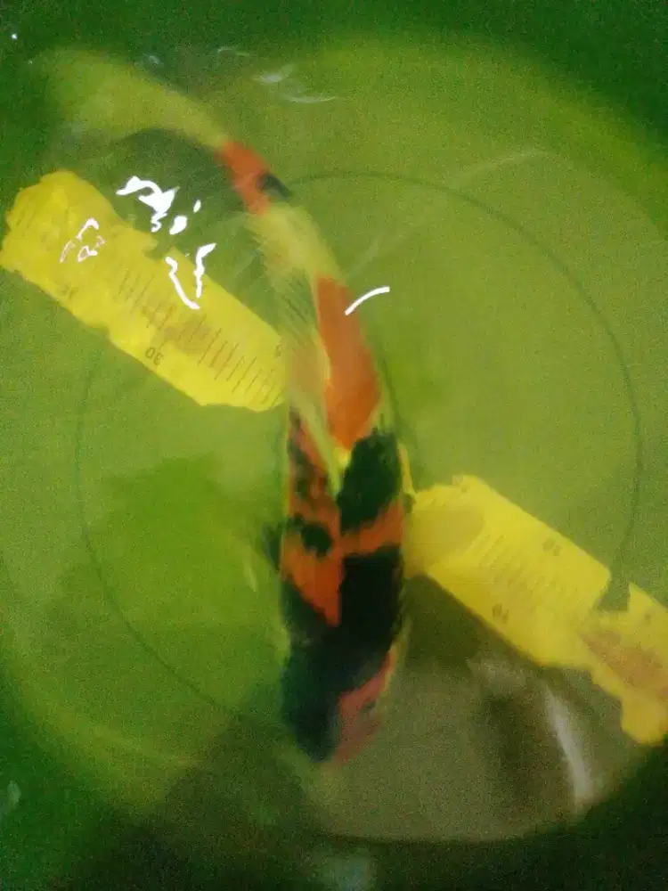 Ikan koi jenis Showa 43cm High Quality