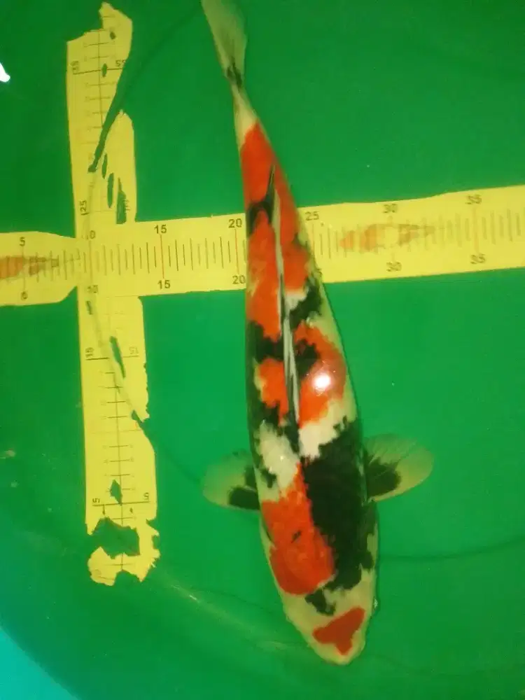 Ikan koi jenis Showa 43cm High Quality
