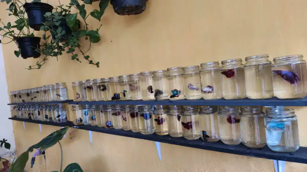 Ikan Cupang Halfmoon