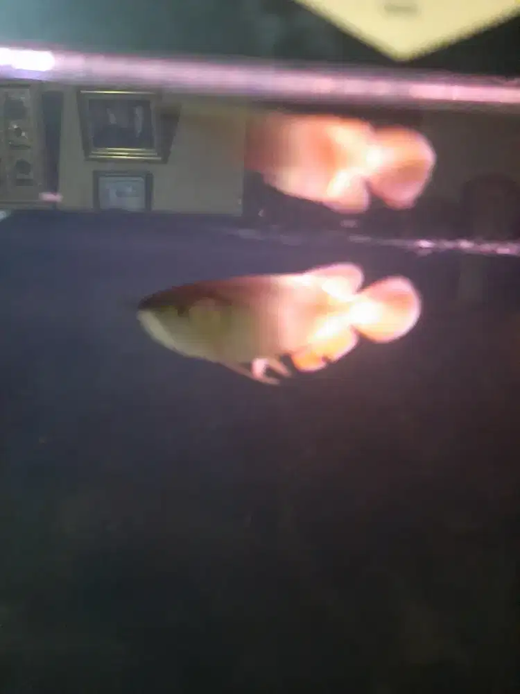 Arwana red banjar 14-15 cm an