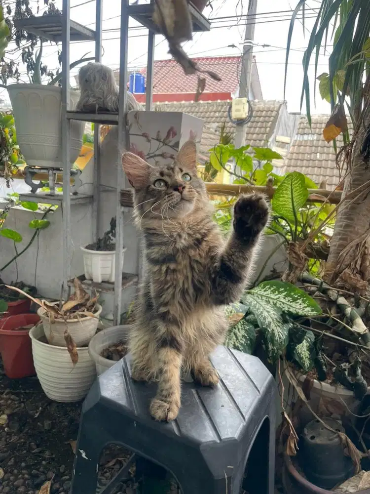 Mainecoon jantan parents ped