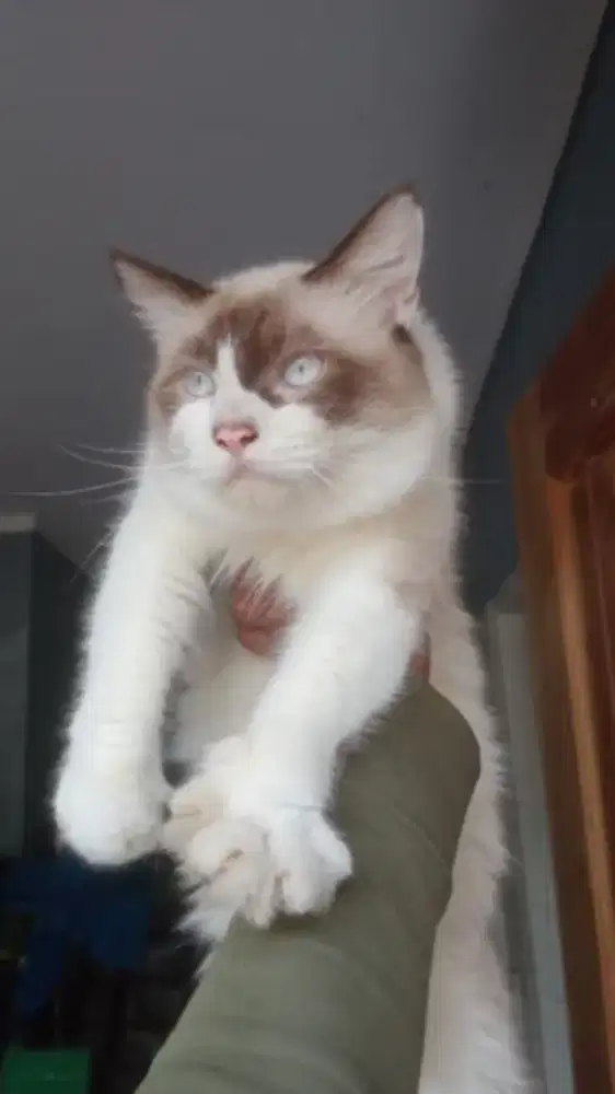 Kucing ragdoll jantan 10 bulan