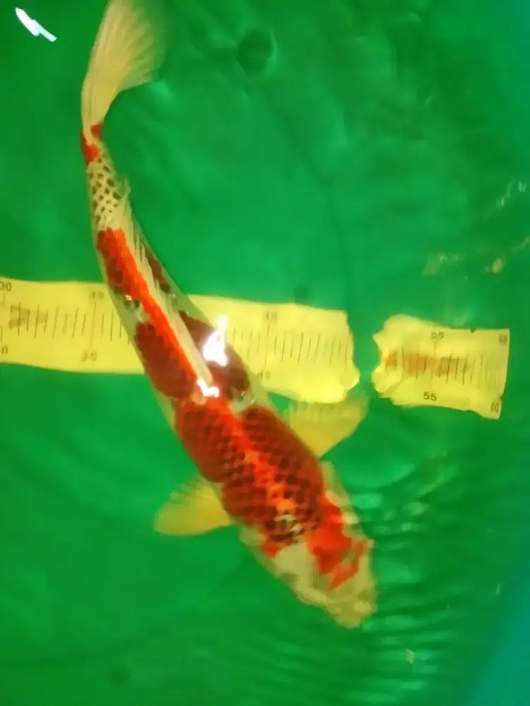 Ikan koi jenis Kujaku ukuran 40cm jantan